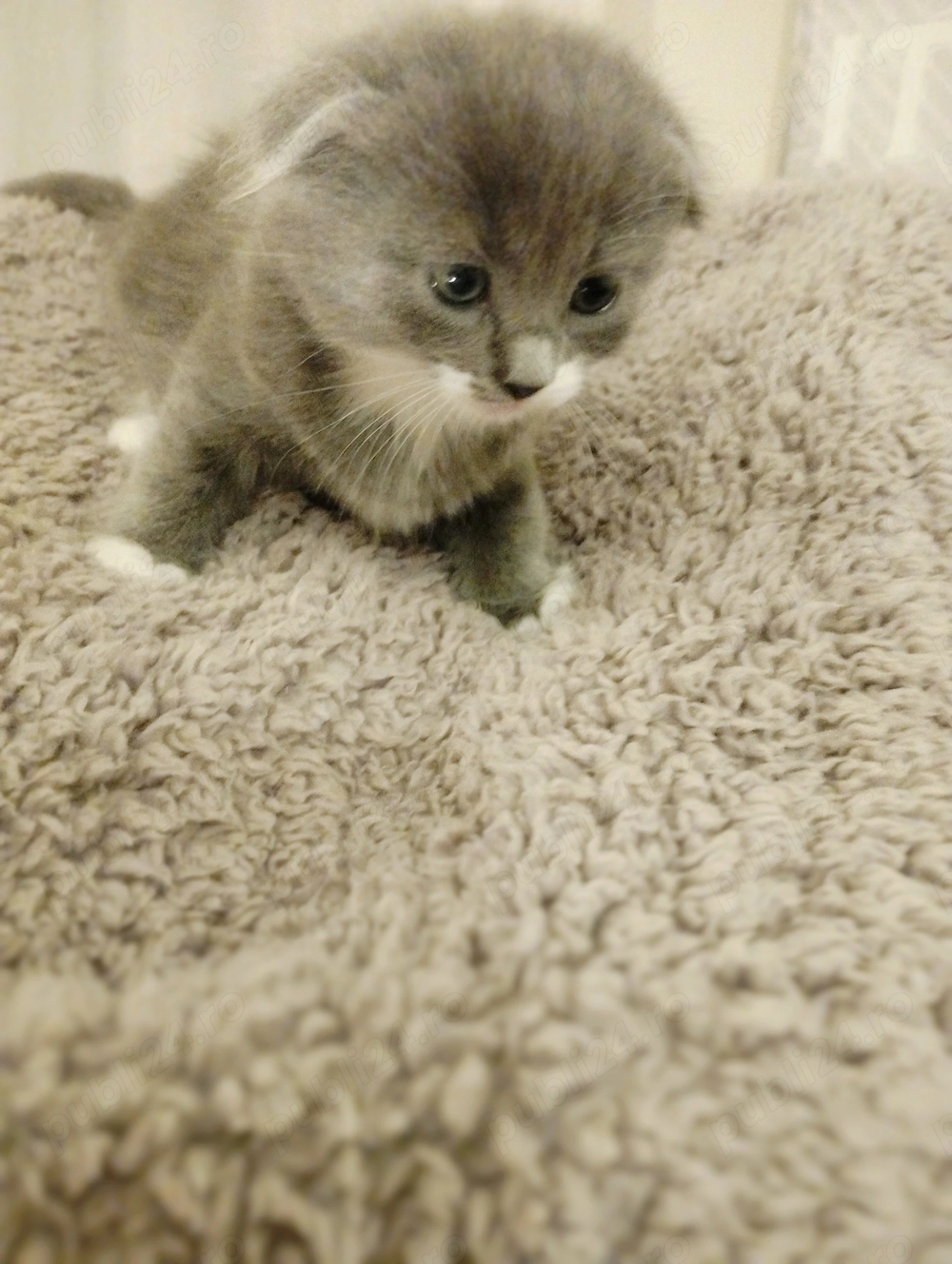 Printese Scottish Fold, pregatite pentru noua casuta