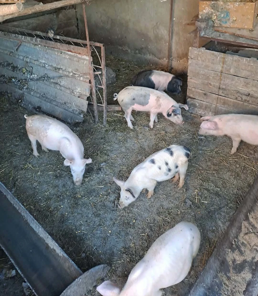 Purcei frumoși castrați 