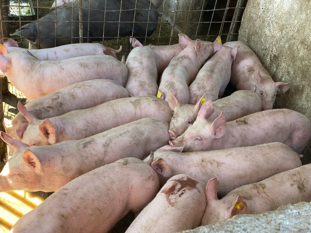 Purcei rasa de carne 