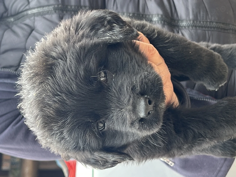 Câine ciobănesc carpatin 