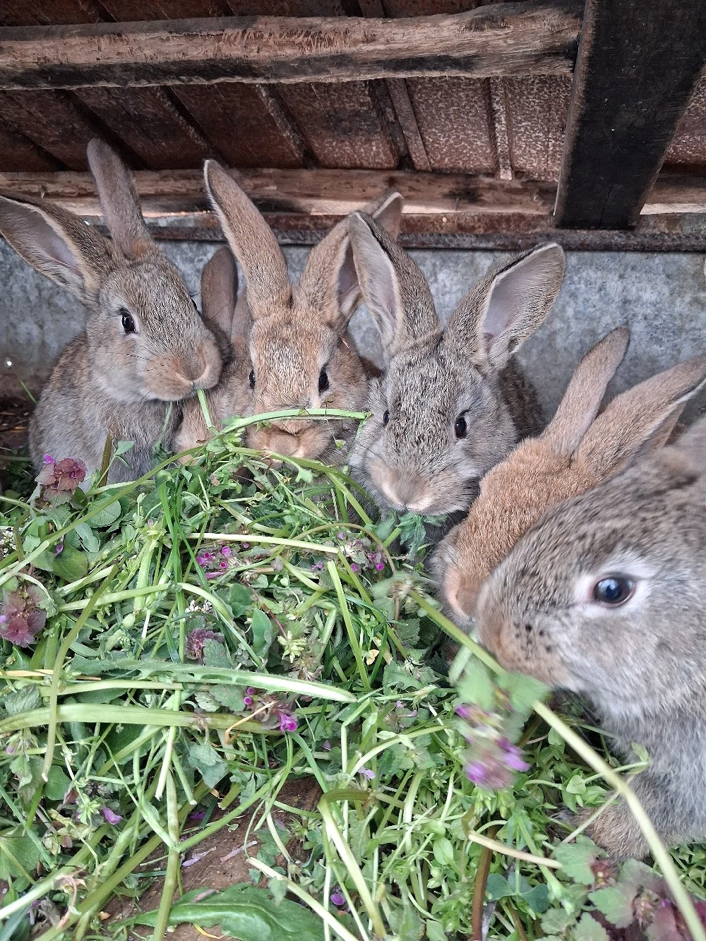 De vânzare:pui de iepuri