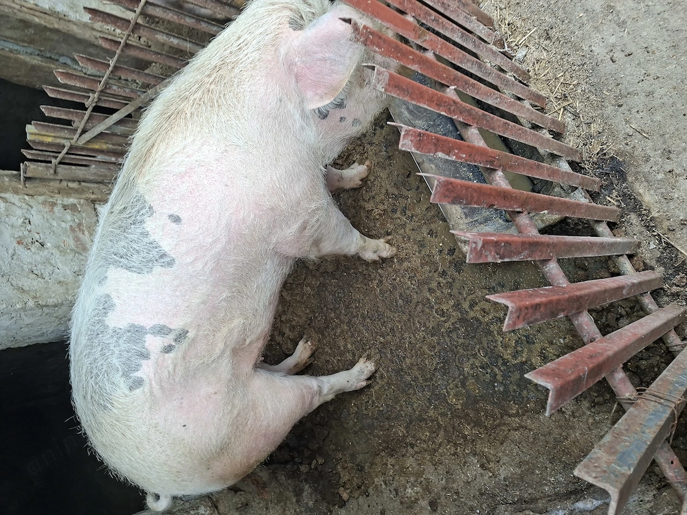 Vând două purcele.Preț negociabil.Detalii la  