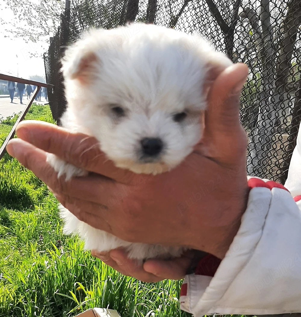 Catelușă rasa Bischon maltez 