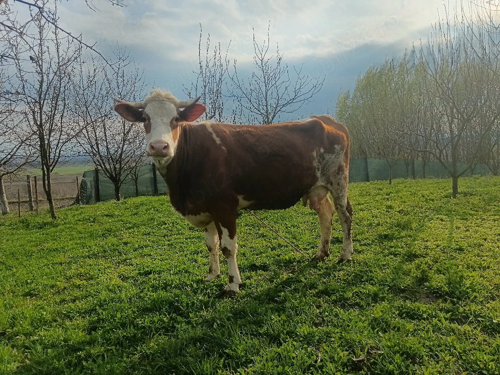 junca baltata cu vitel 6 săptămâni 