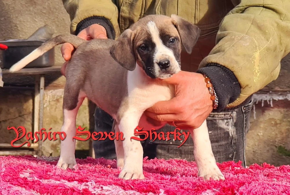 Presa Canario XXL 