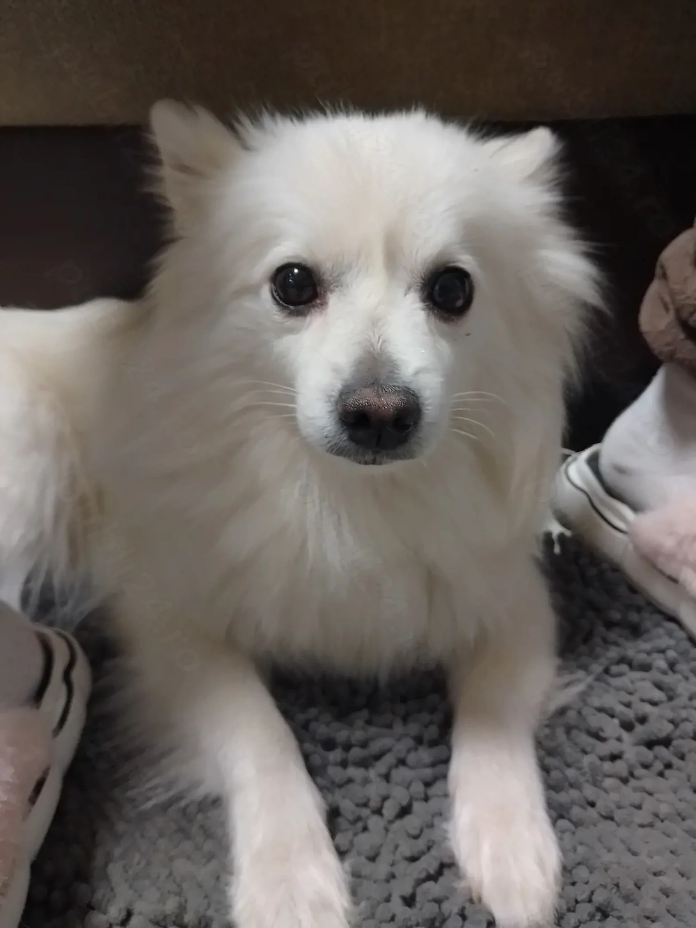 Cățeluș pomeranian spitz de talie mica 