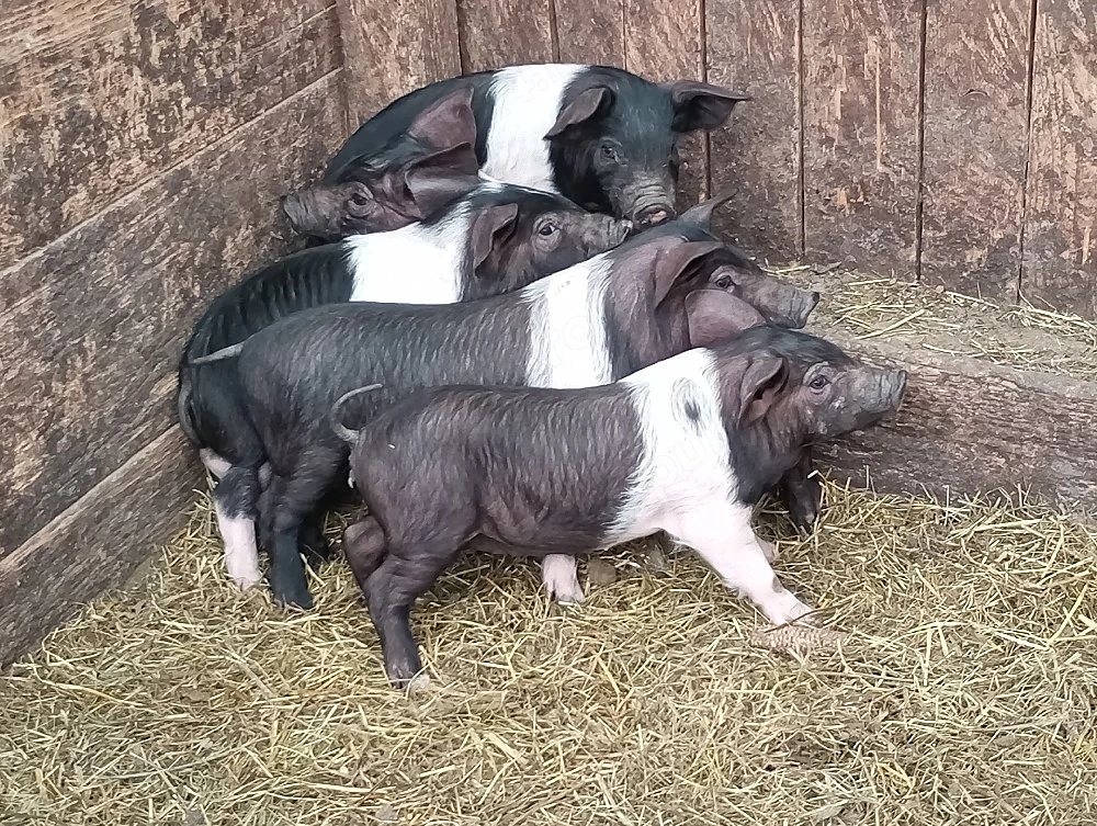 disponibili 5 purcei bazna pret 300 lei bucata