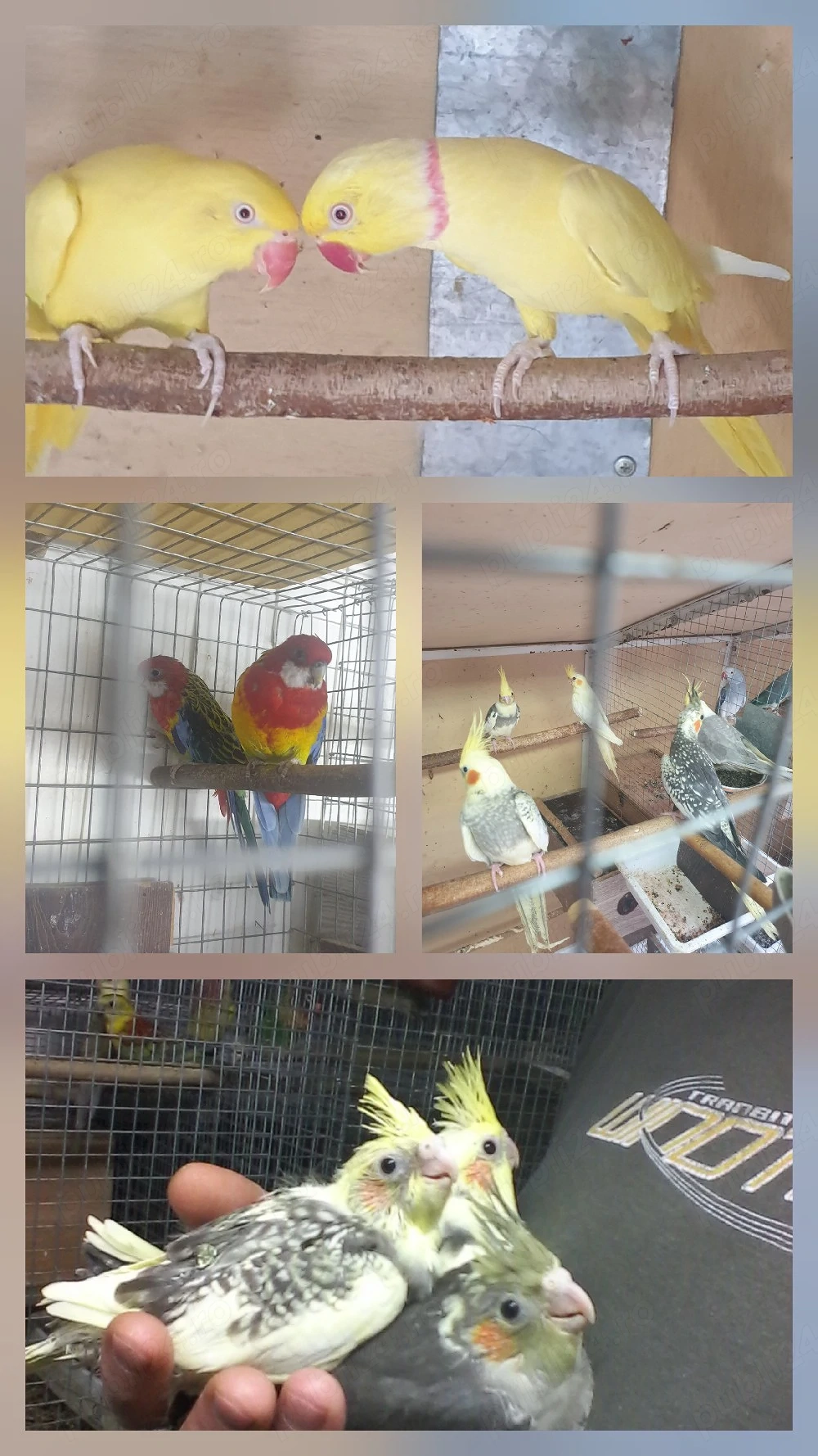 papagali micul alexandru perechi mature