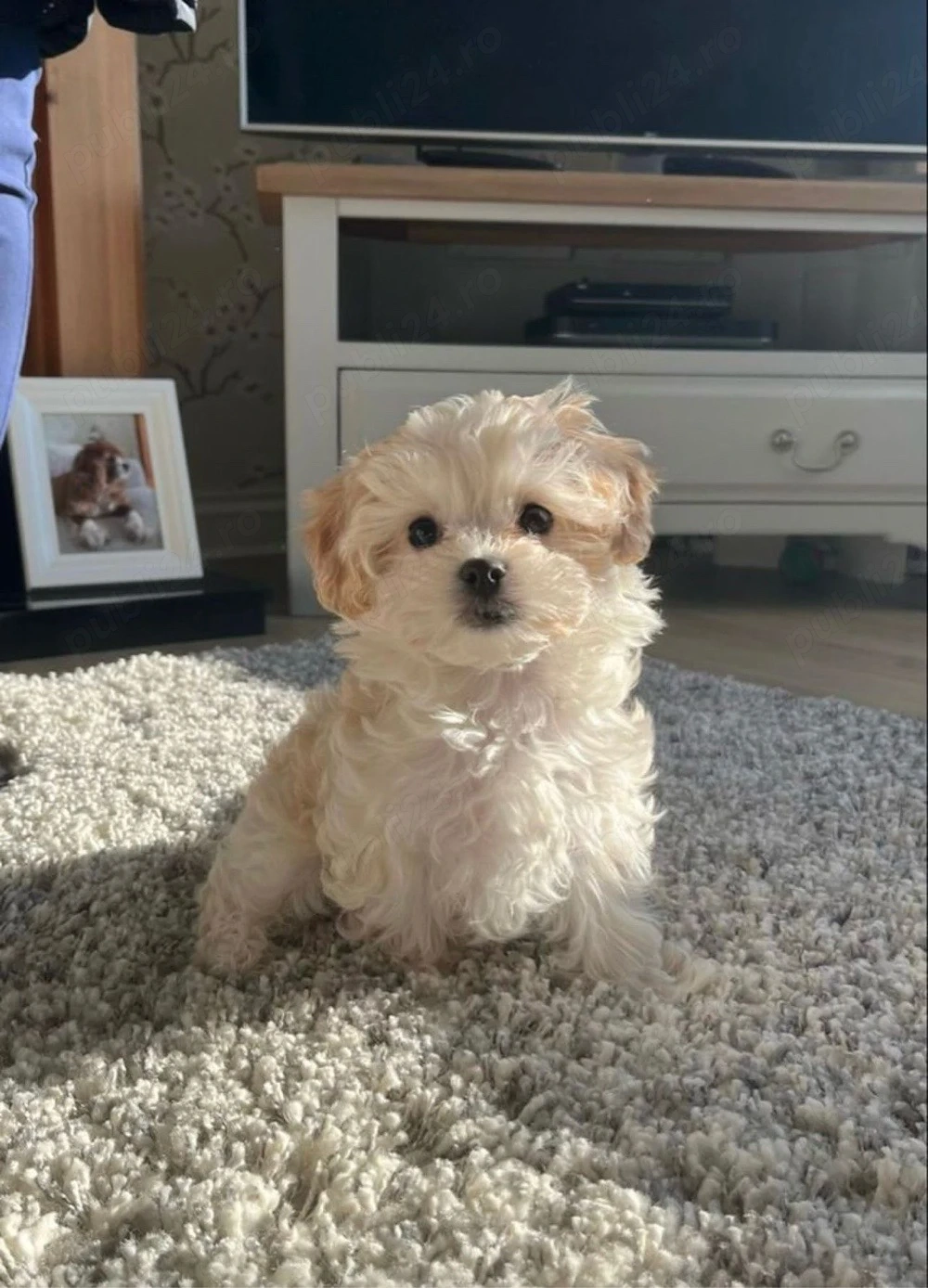 catelus maltipoo de talie micuta