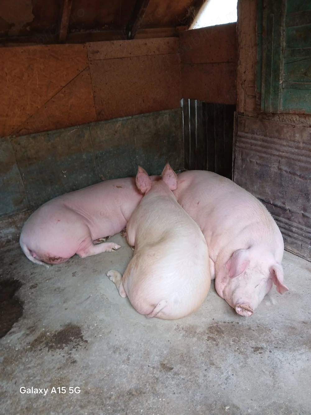 De vânzare: porc de casă ( Scrofiță) 