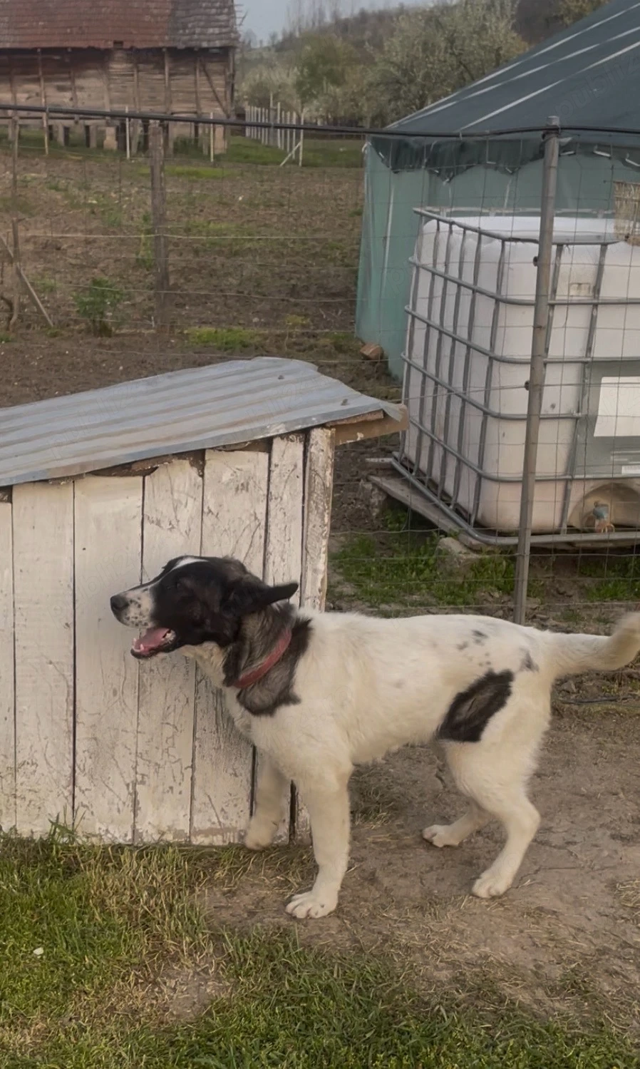 Femela de asia cu kangal