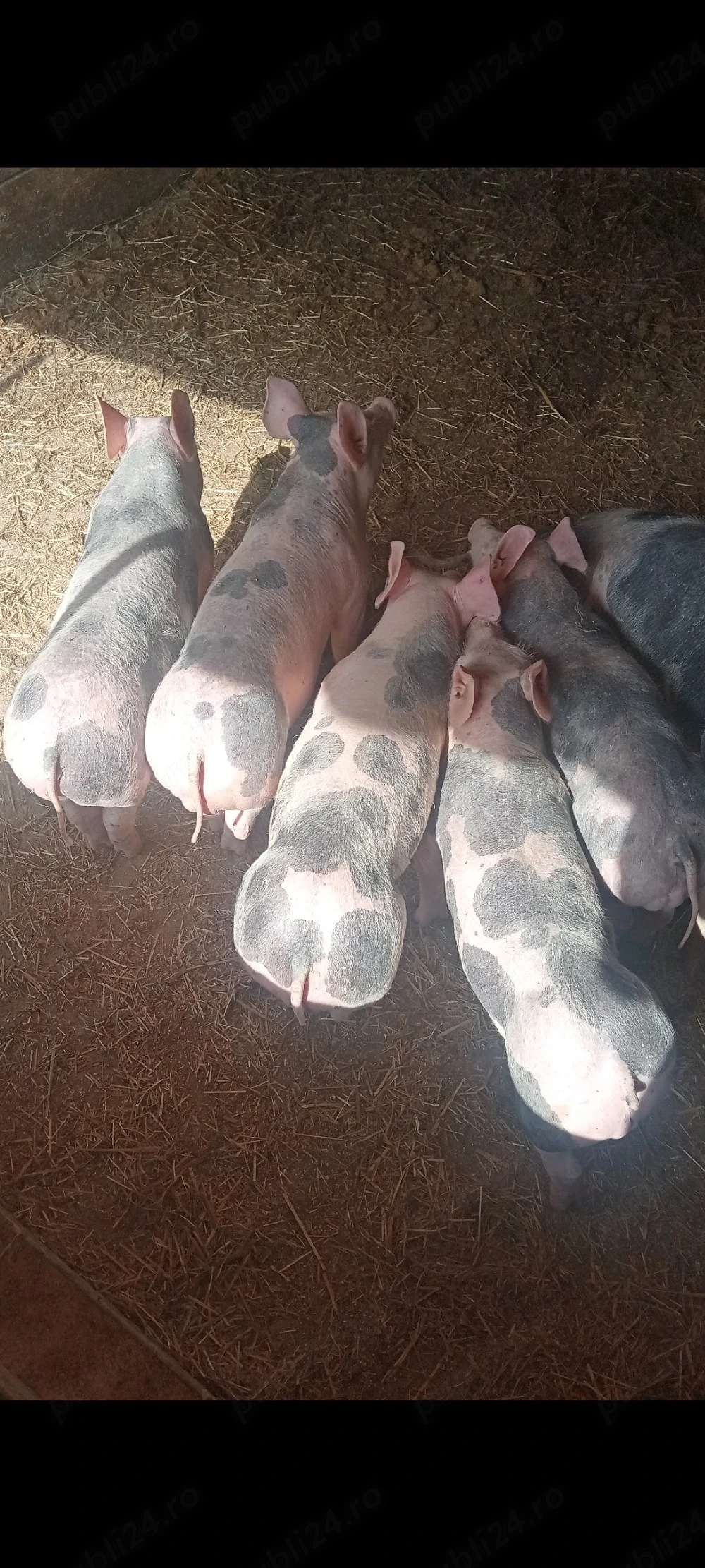 Șoldani Pietrain,11 SĂPTĂMÂNI 