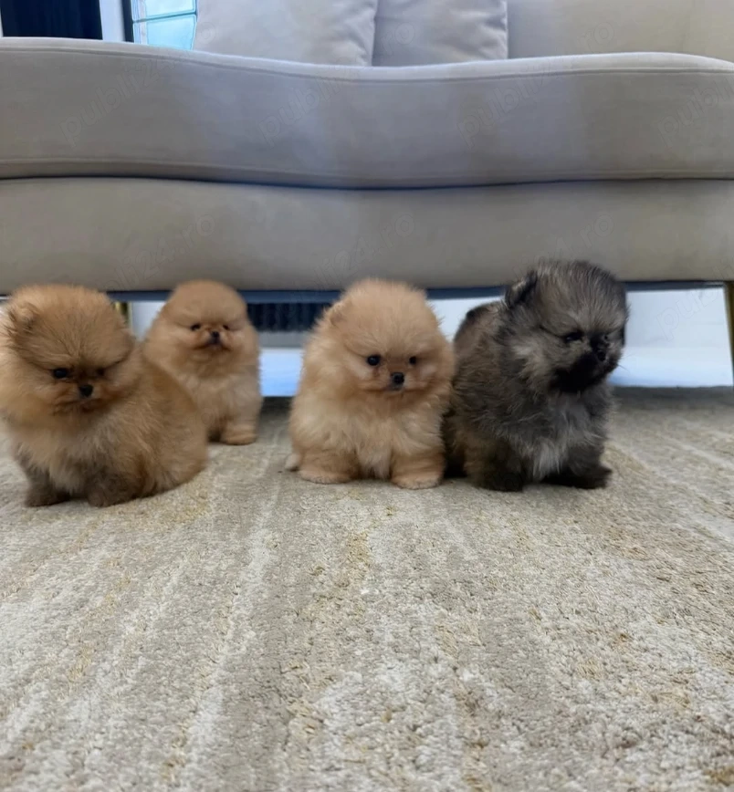 Pui de Pomeranian loiali, iubitori și sănătoși, gata să-și găsească un cămin