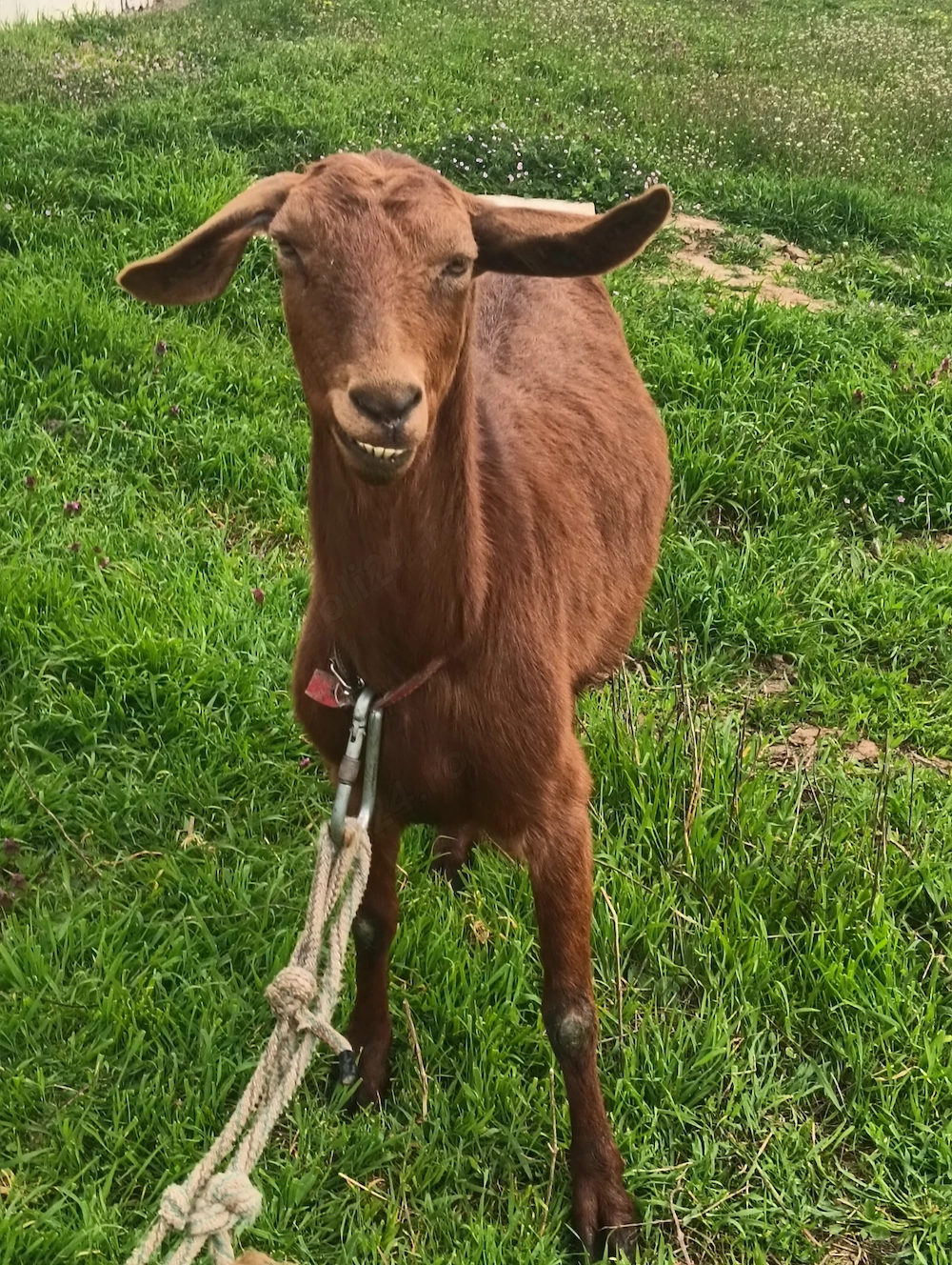 Vând doua capre la a3 fatare