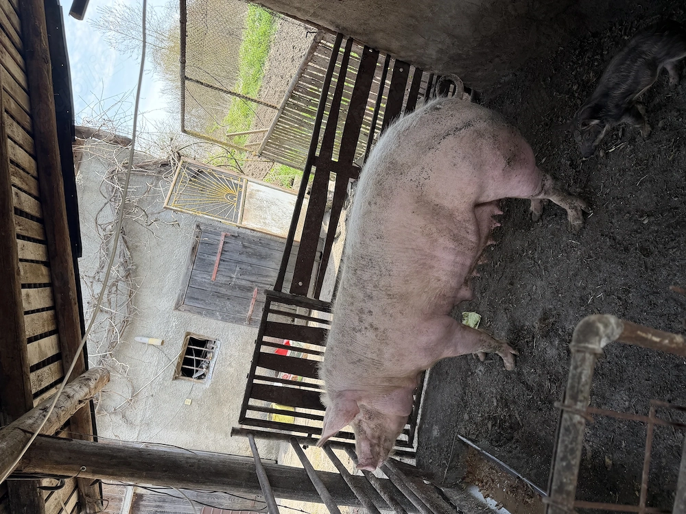 De vânzare porc (scroafă)