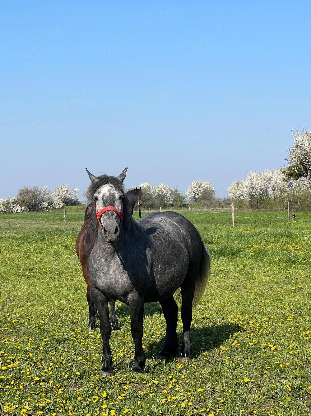 vand iapa de 4 ani gestanta in 10 luni