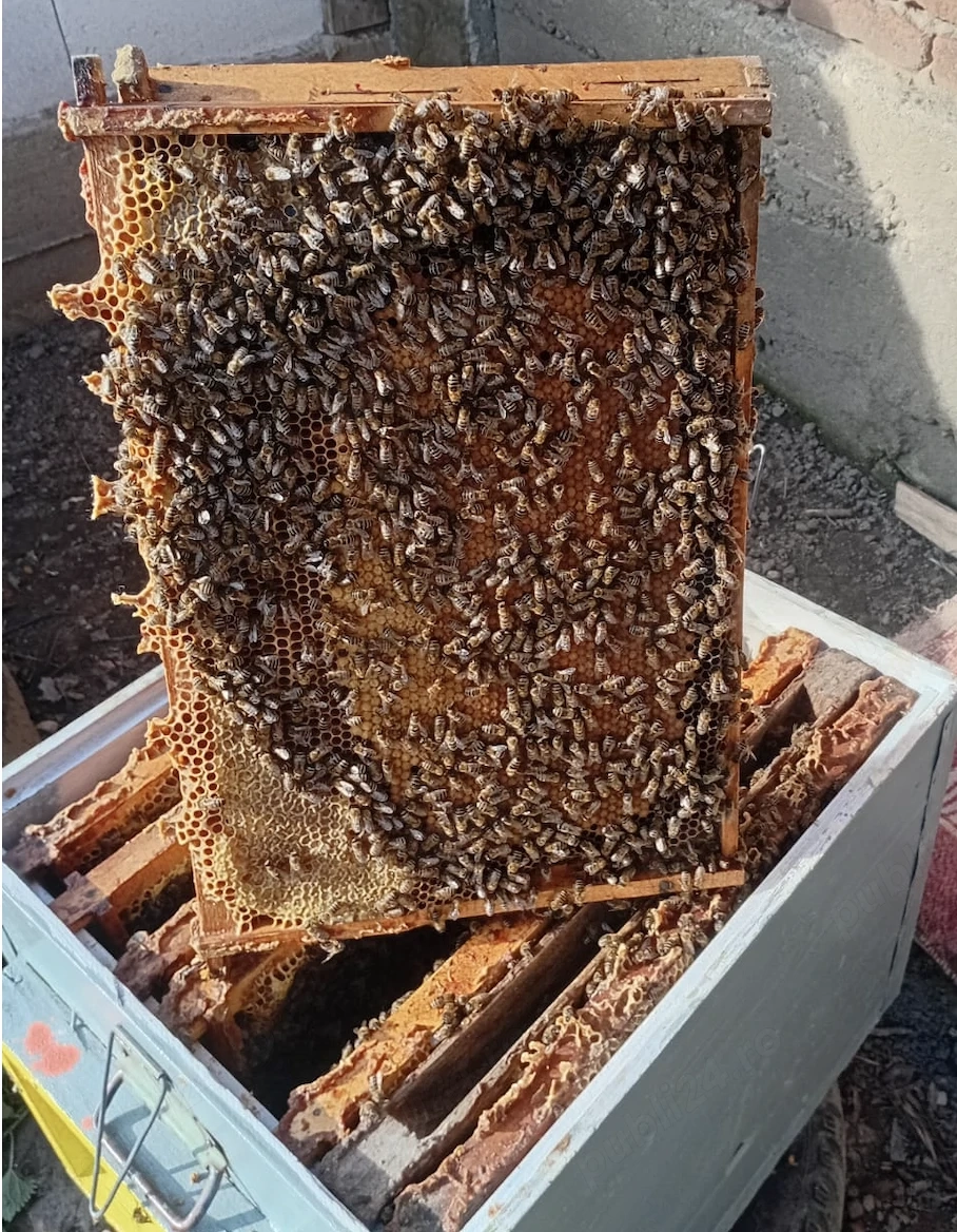 Familii de albine - de la apicultor cu experiență