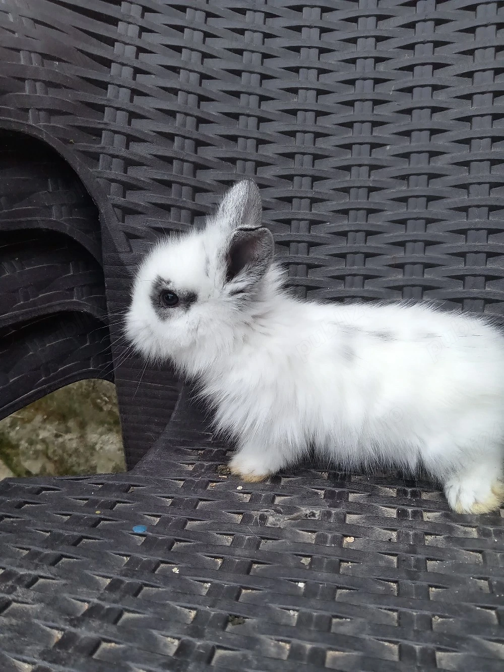 Iepuri cap de leu  hotot pitici 