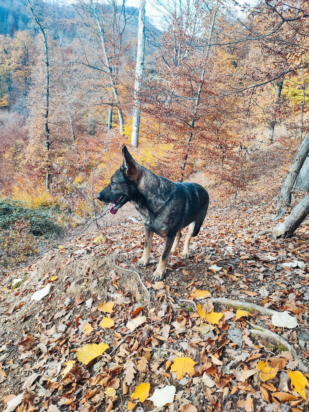 Vând Ciobanesc german linie de lucru