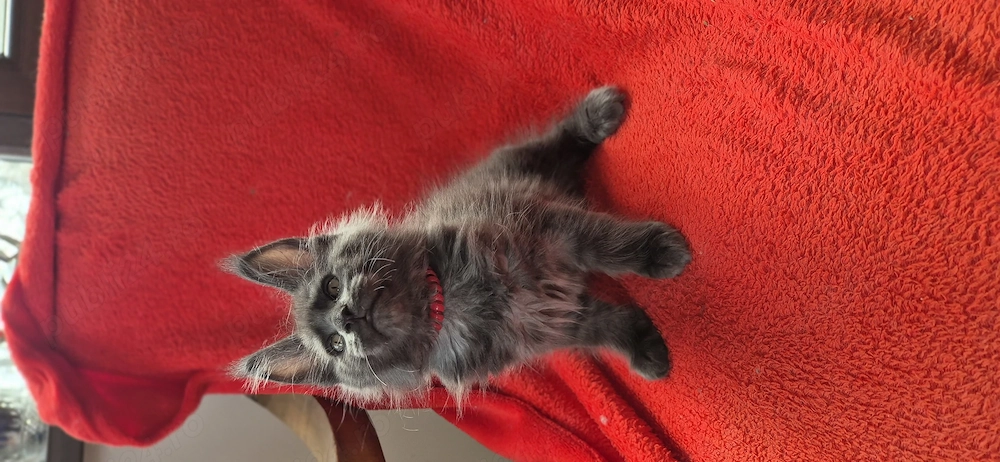 Maine Coon - Felisa WFC Pandaland 