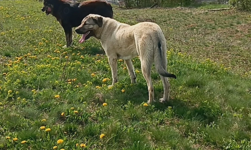 Vând femelă ciobănesc kangal 