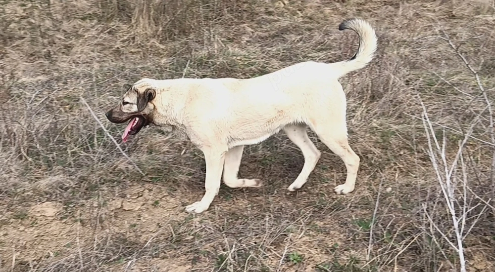 Vând femelă 8 luni 