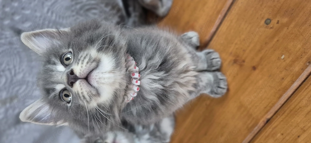 Maine Coon - Felisa WFC Pandaland 