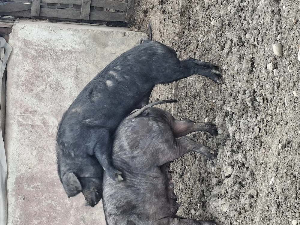 Vând vier corcitura de durok