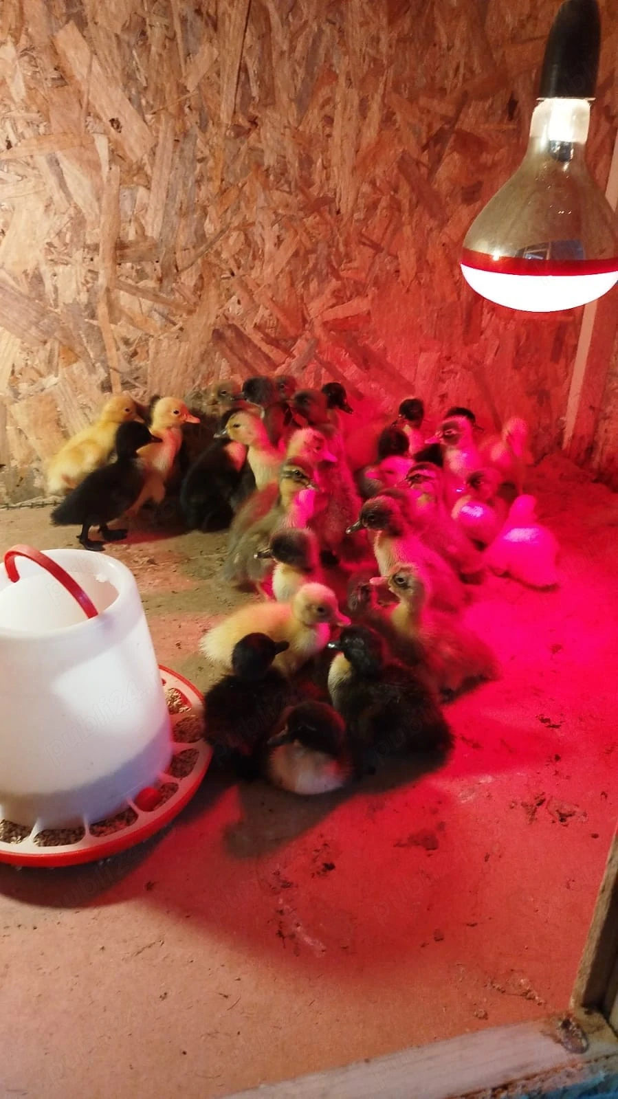 Rățele polare de vânzare 