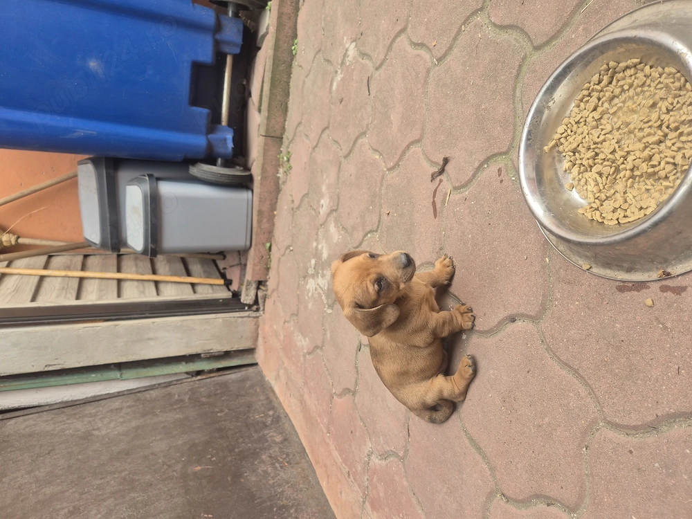 Vând 2 căței tekel masculi 