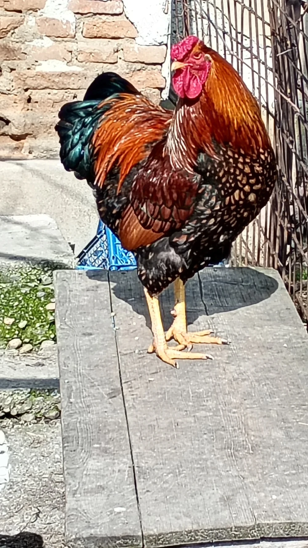 vând sau schimb cocoș tânăr wiandote 