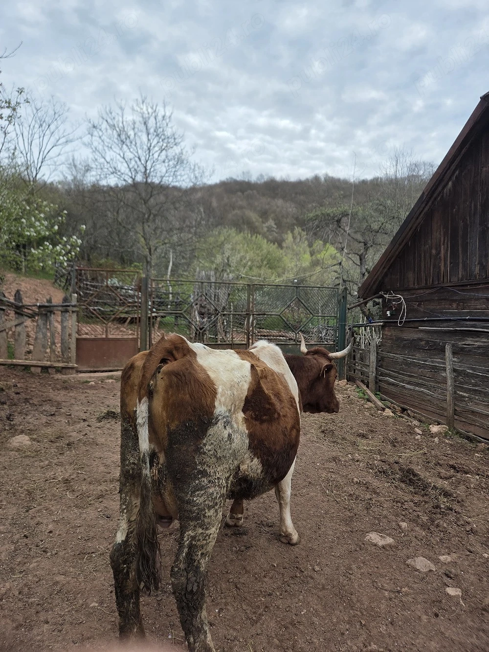 vaca cu vitel de vanzare