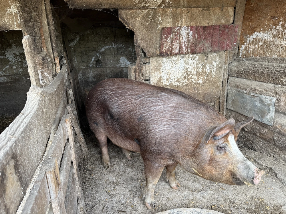 Porc de vânzare 12 lei kg