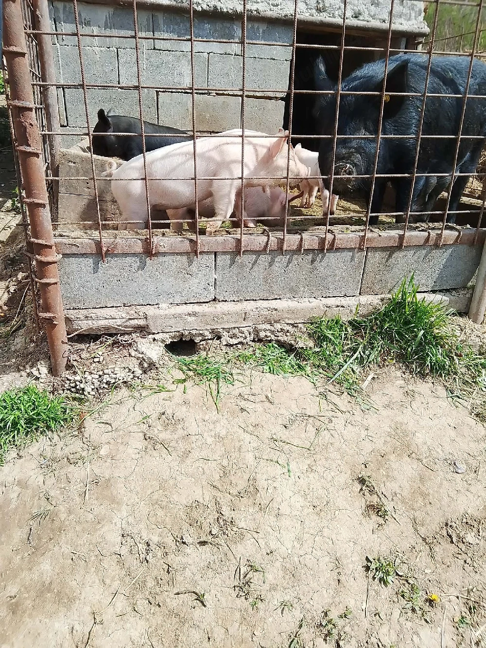 Mangalia 6 săptămâni 