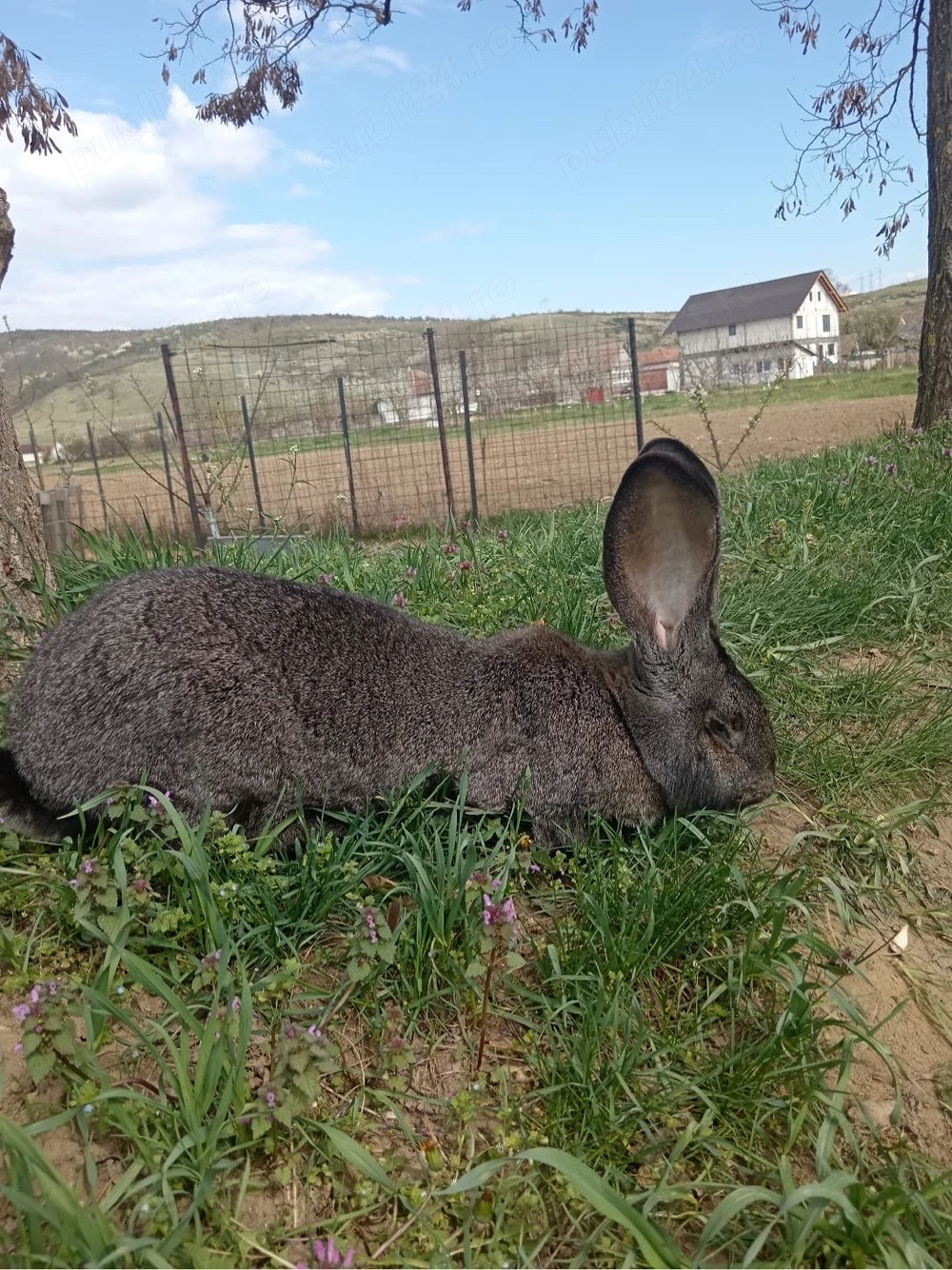 iepuri uriasi si Rex pitic