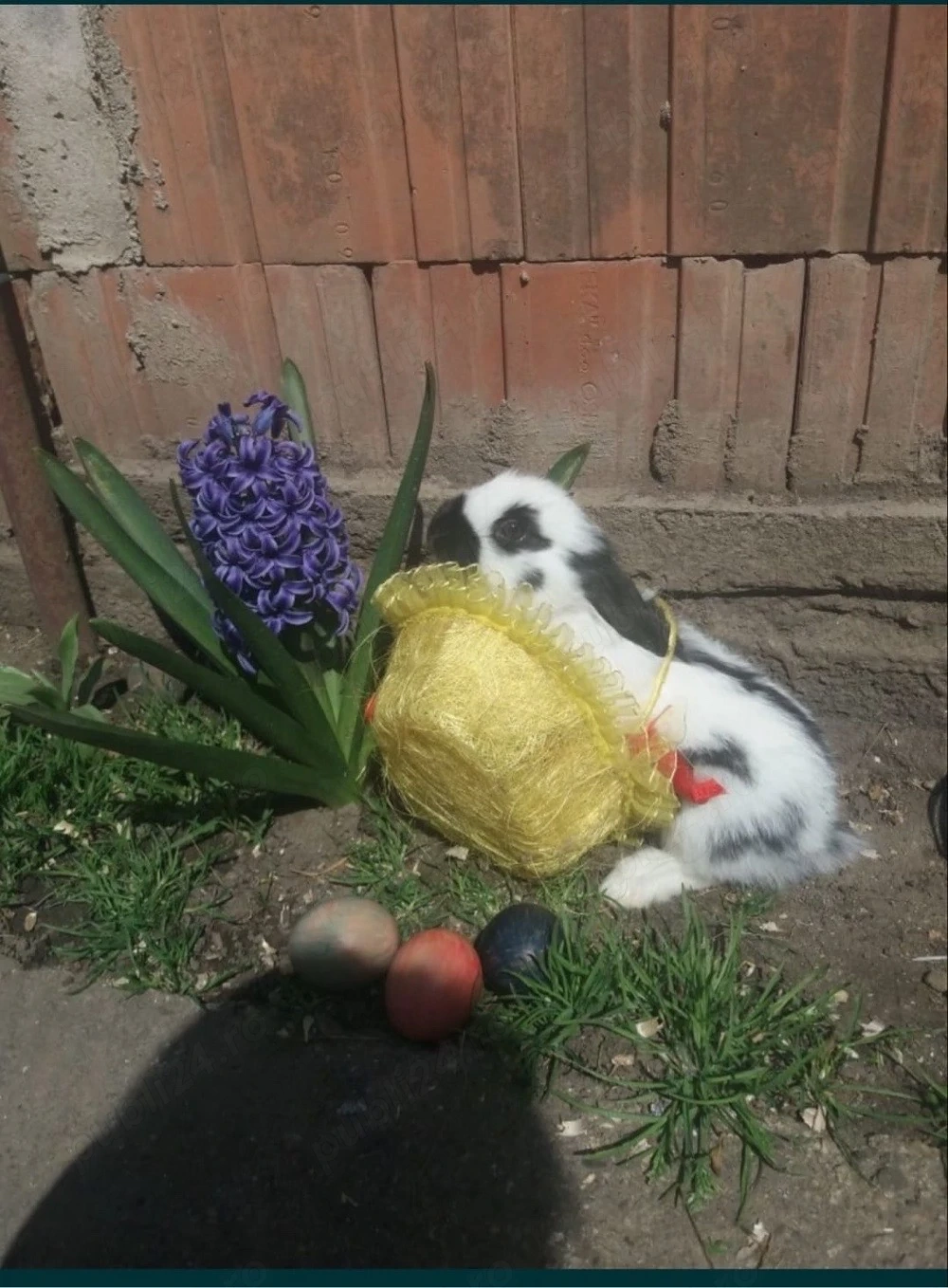 diaponibil mai multe rase de iepuri 