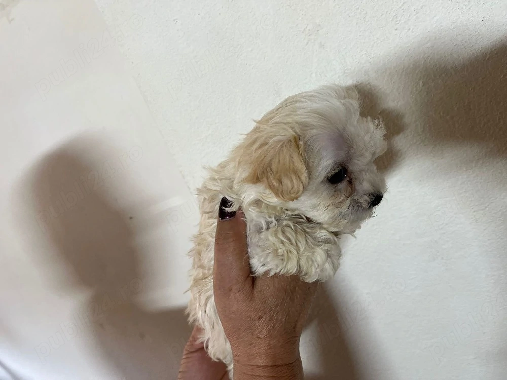 vând căței bichon 