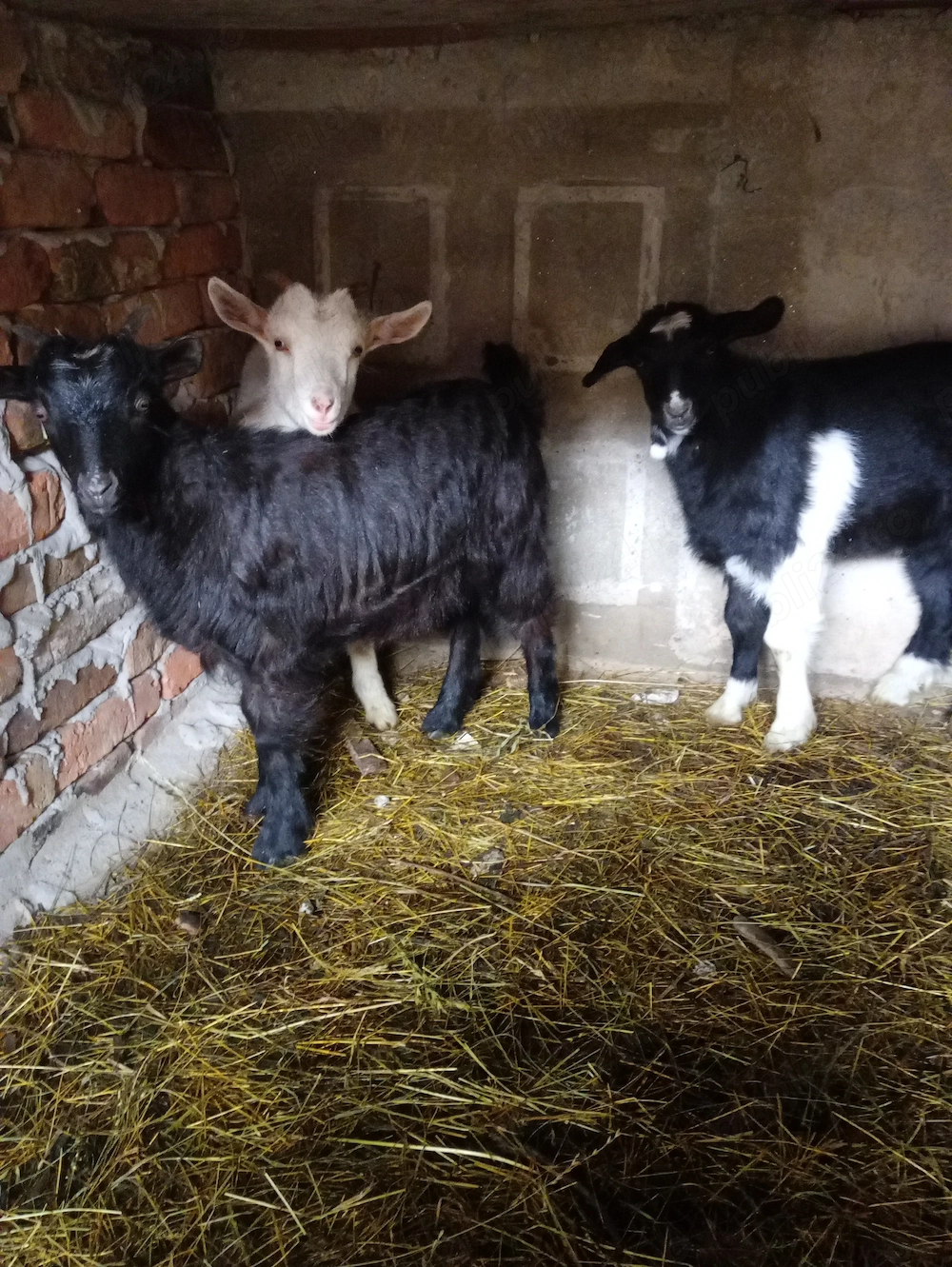 De vânzare un ied și 2 ieduțe 