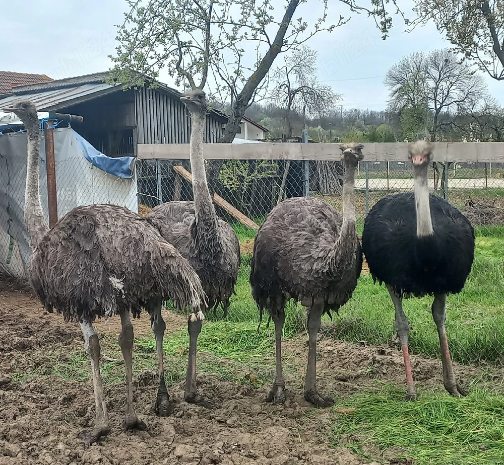 Vând familie struți 