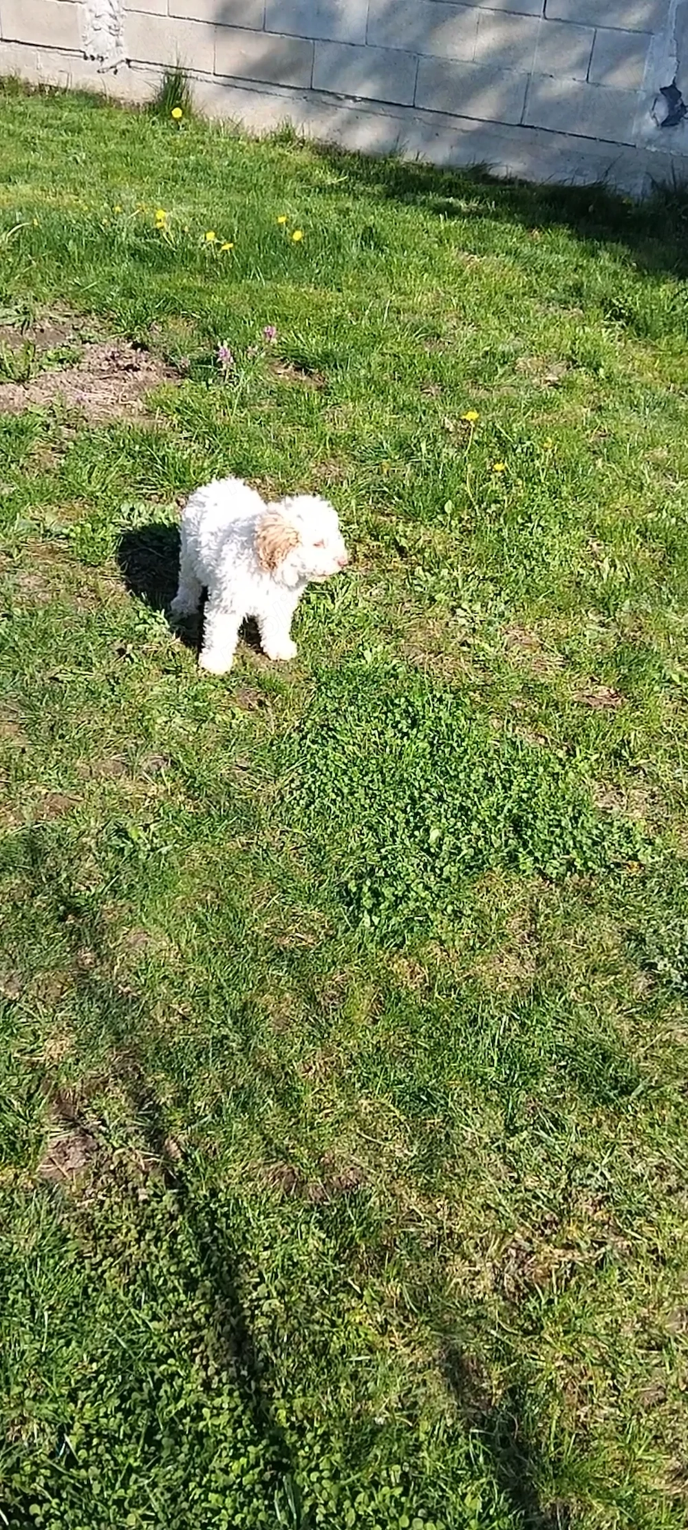 Mascul Lagotto Romagnolo