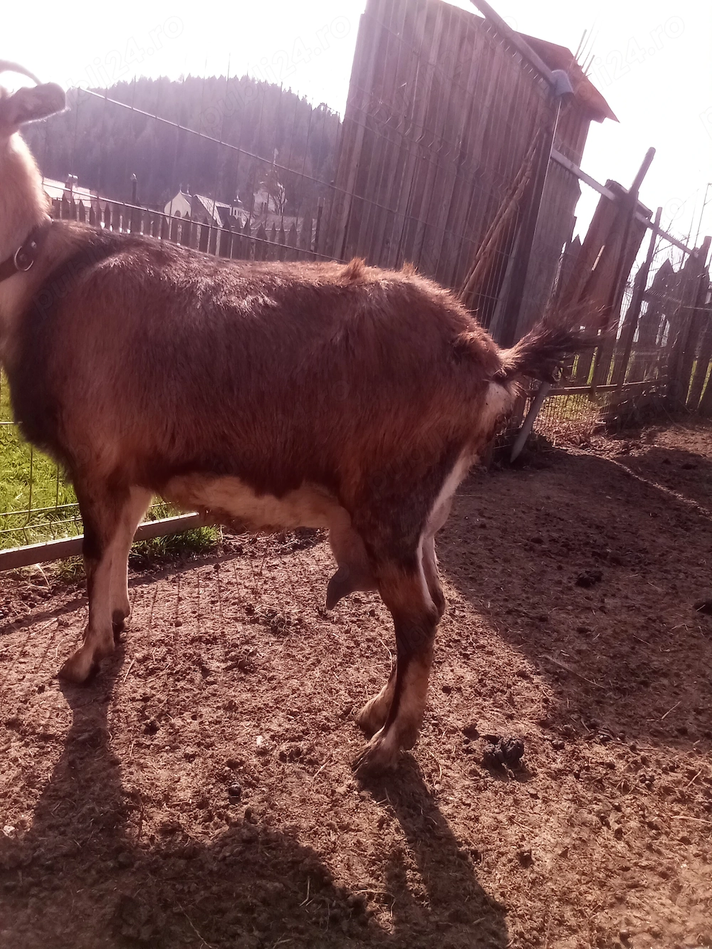 Vând 2 capre 500 RON buc