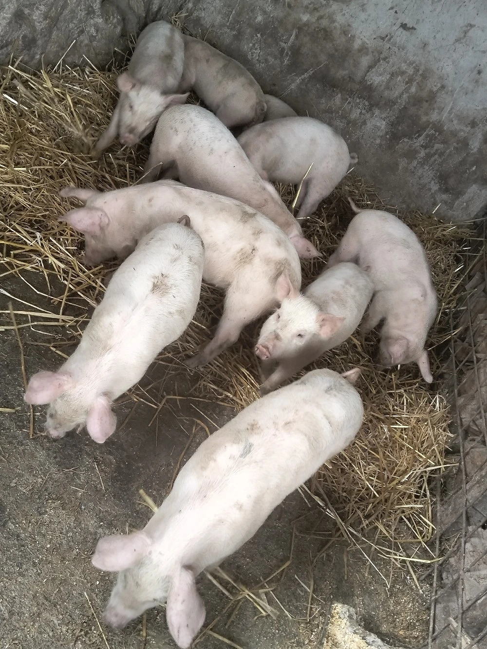 vand purcei de 7 săptămâni 