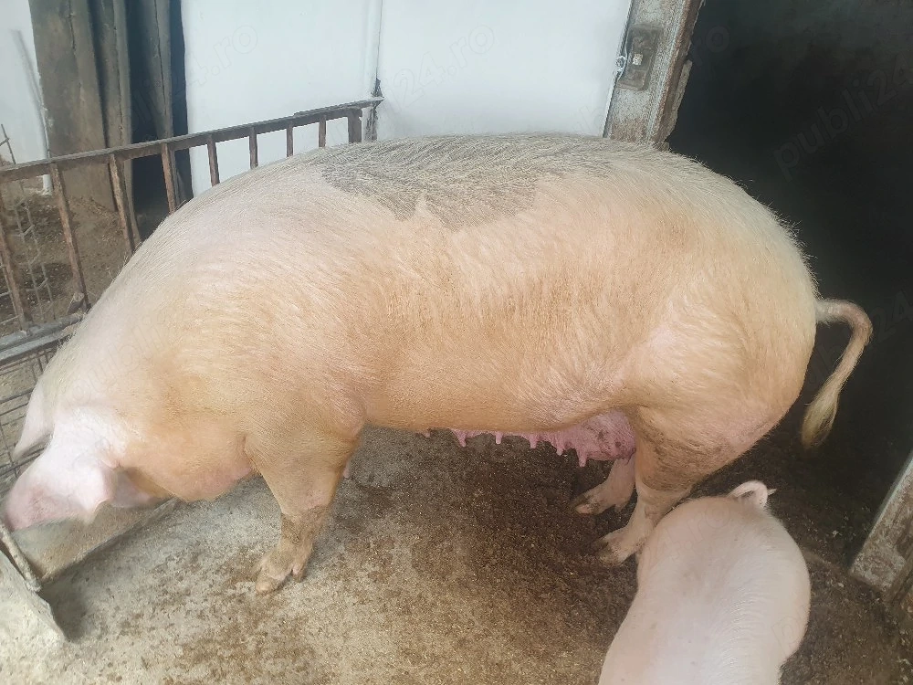 vindem porc