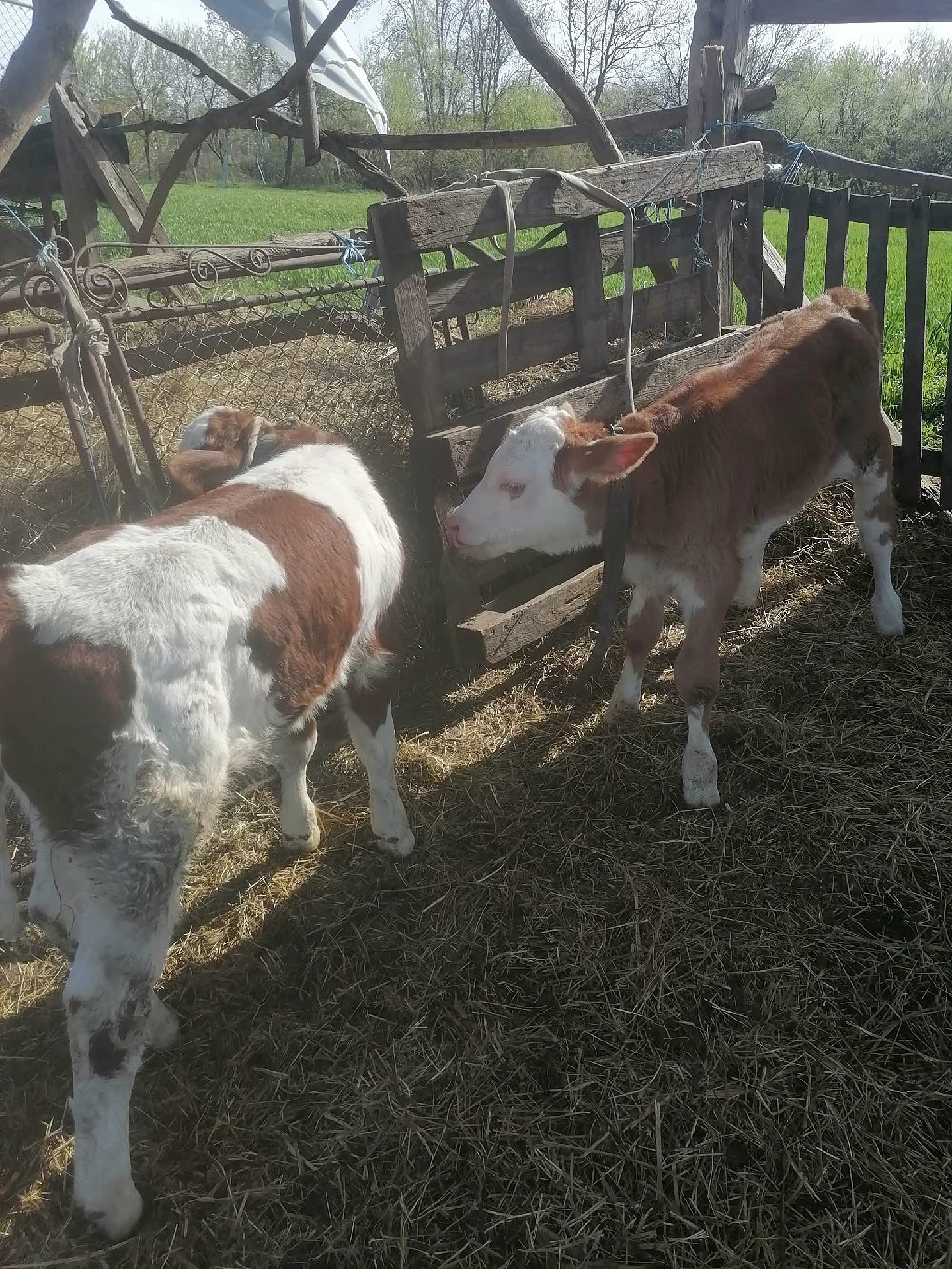 De vânzare doi vitei 