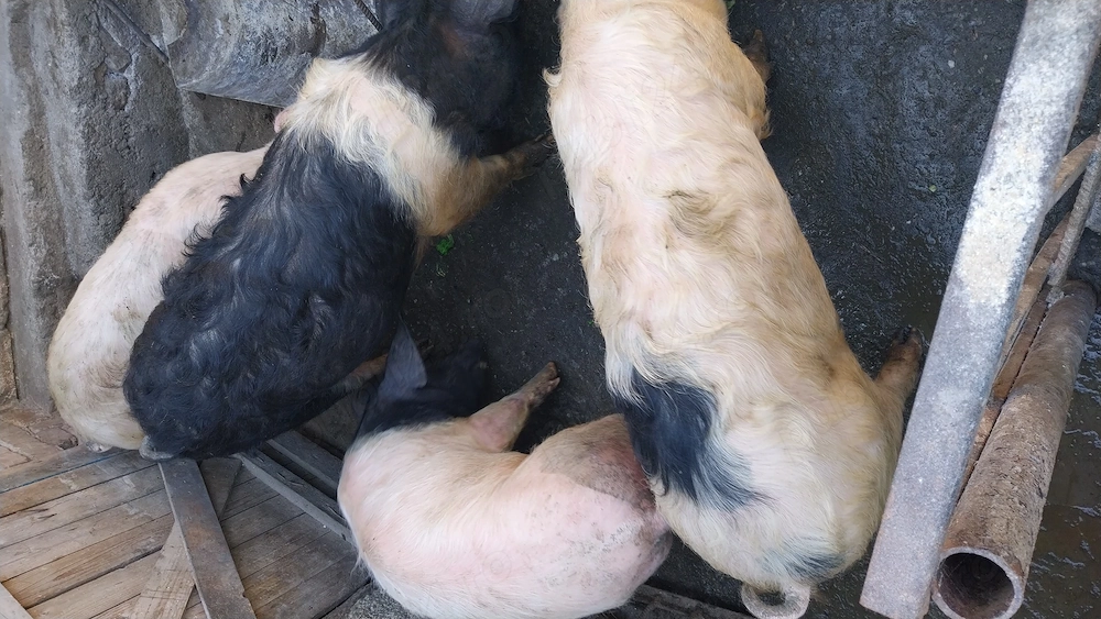 Vând patru șoldani