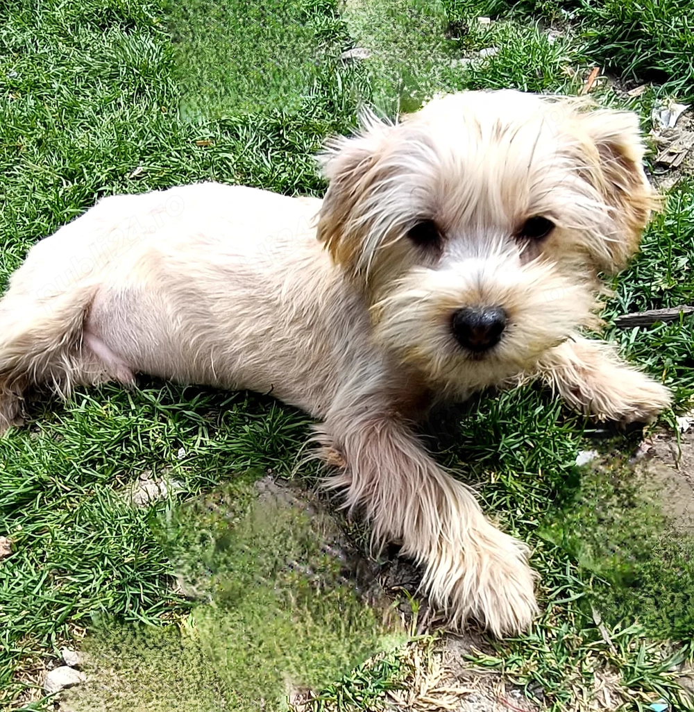 Yorkshire terrier Băiat 4 luni gold auriu