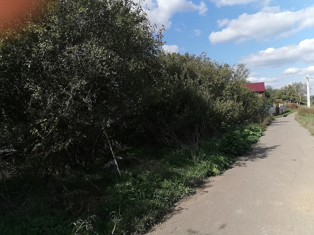 Teren Dascalu ,Ilfov