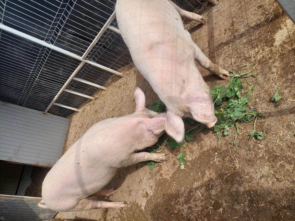 Sâmbăta 25.04.2026 se sacrifică porc 