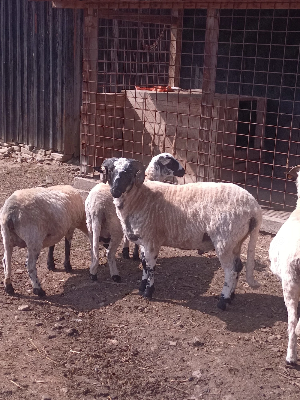 Berbec breaz ,vârstă 1 an