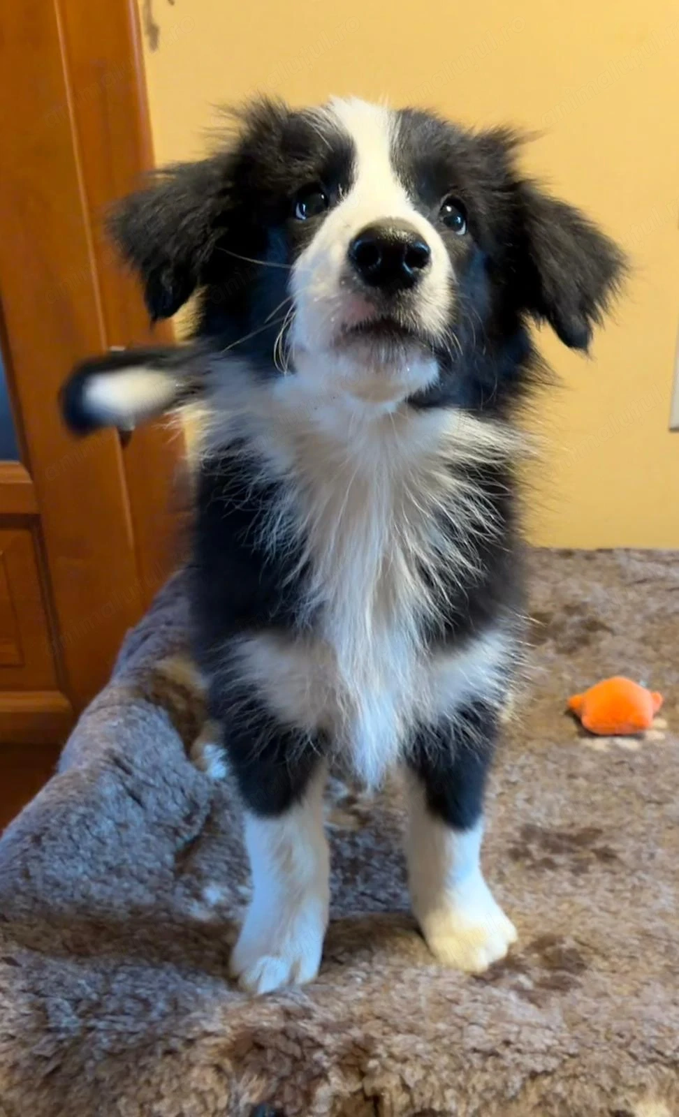 Puiuții Border Collie 